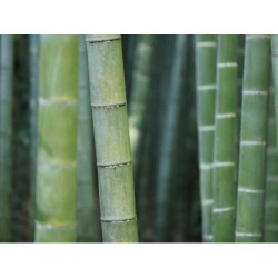 Synergistic Wool Table fr-FR